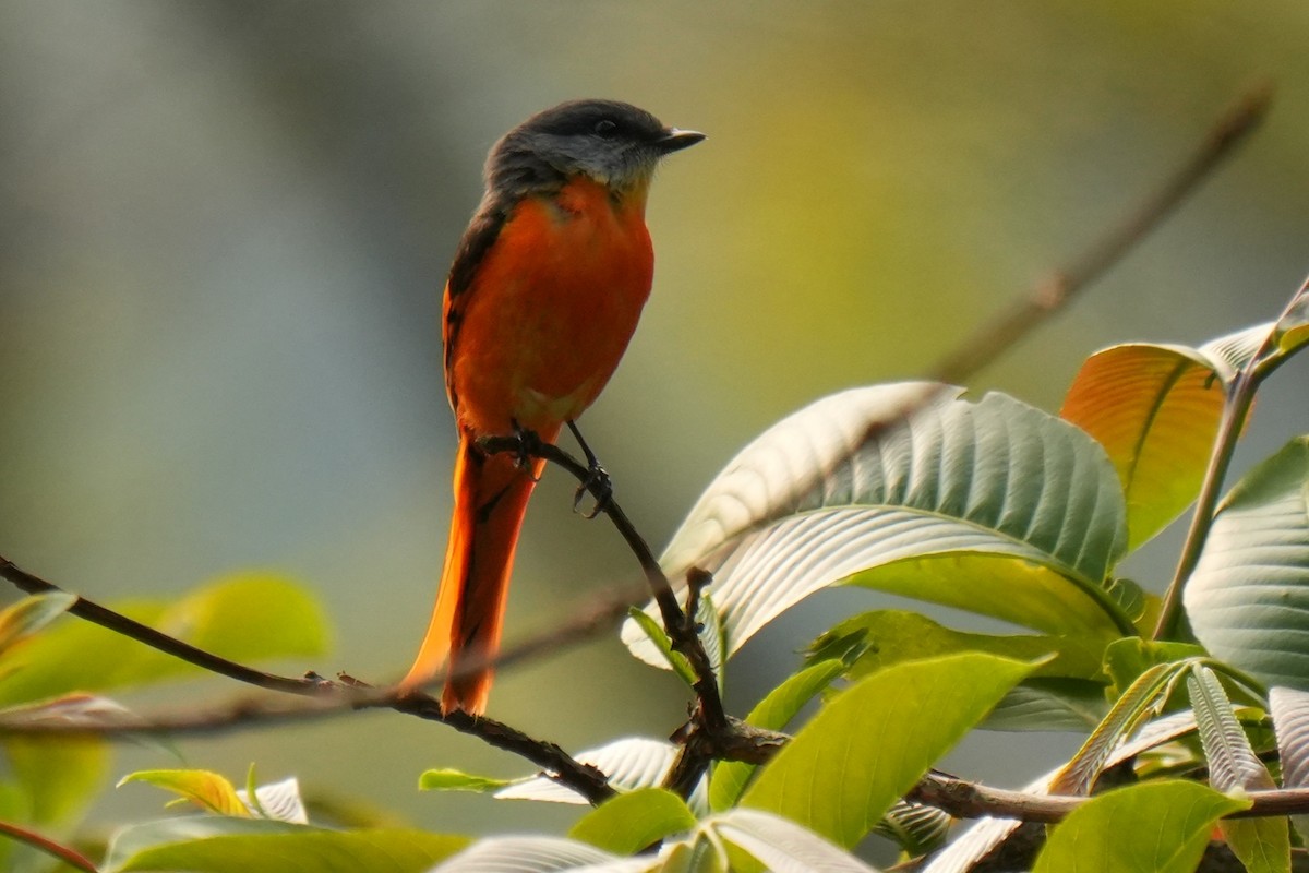 Gray-chinned Minivet - ML636455620
