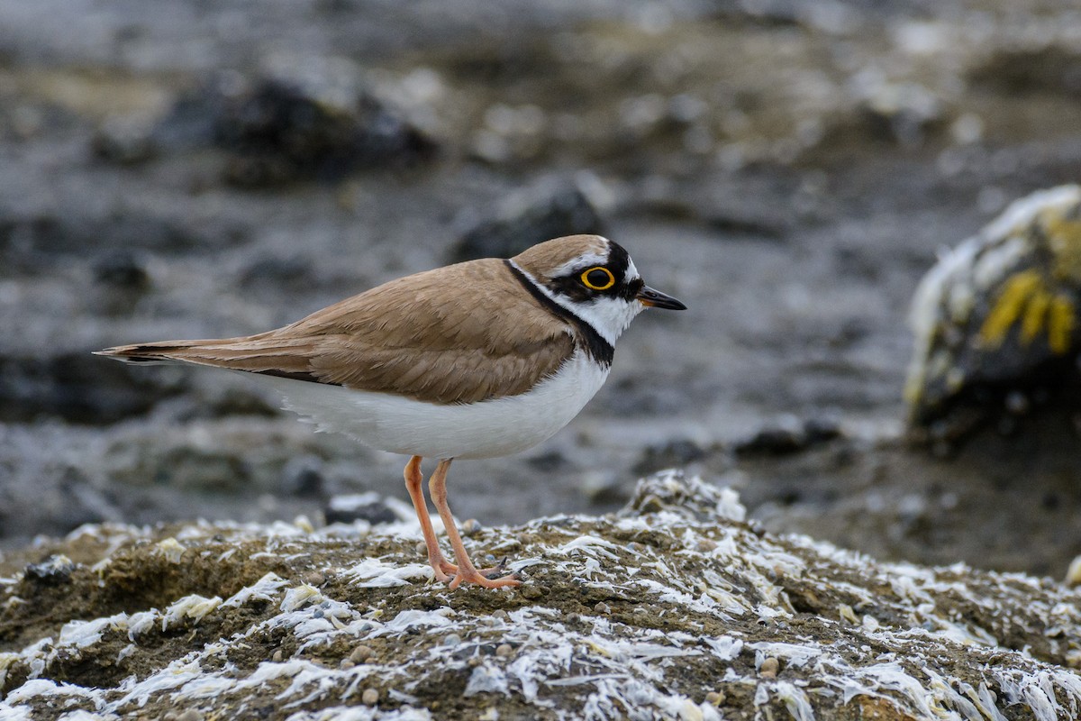 Little Ringed Plover - ML636455753