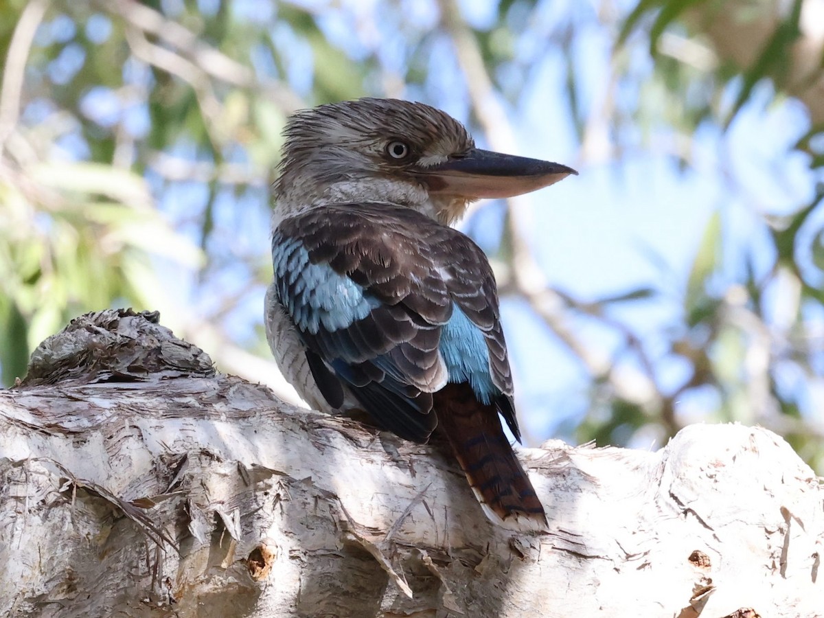 Blue-winged Kookaburra - ML636455803