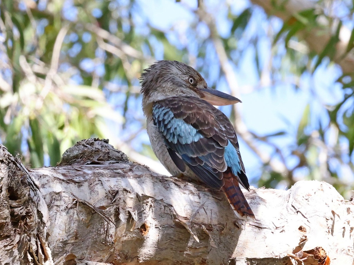 Blue-winged Kookaburra - ML636455804