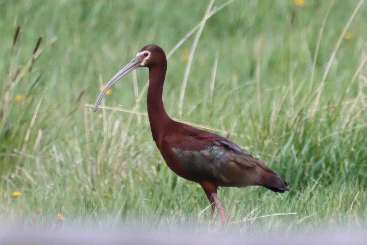 White-faced Ibis - ML636455821