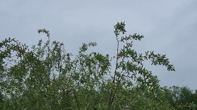 スゲヨシキリ - ML636455822