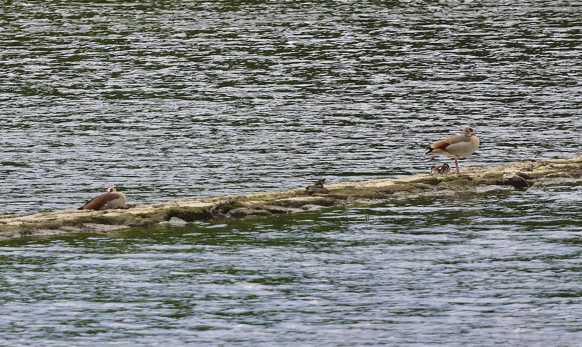 Egyptian Goose - ML636455828