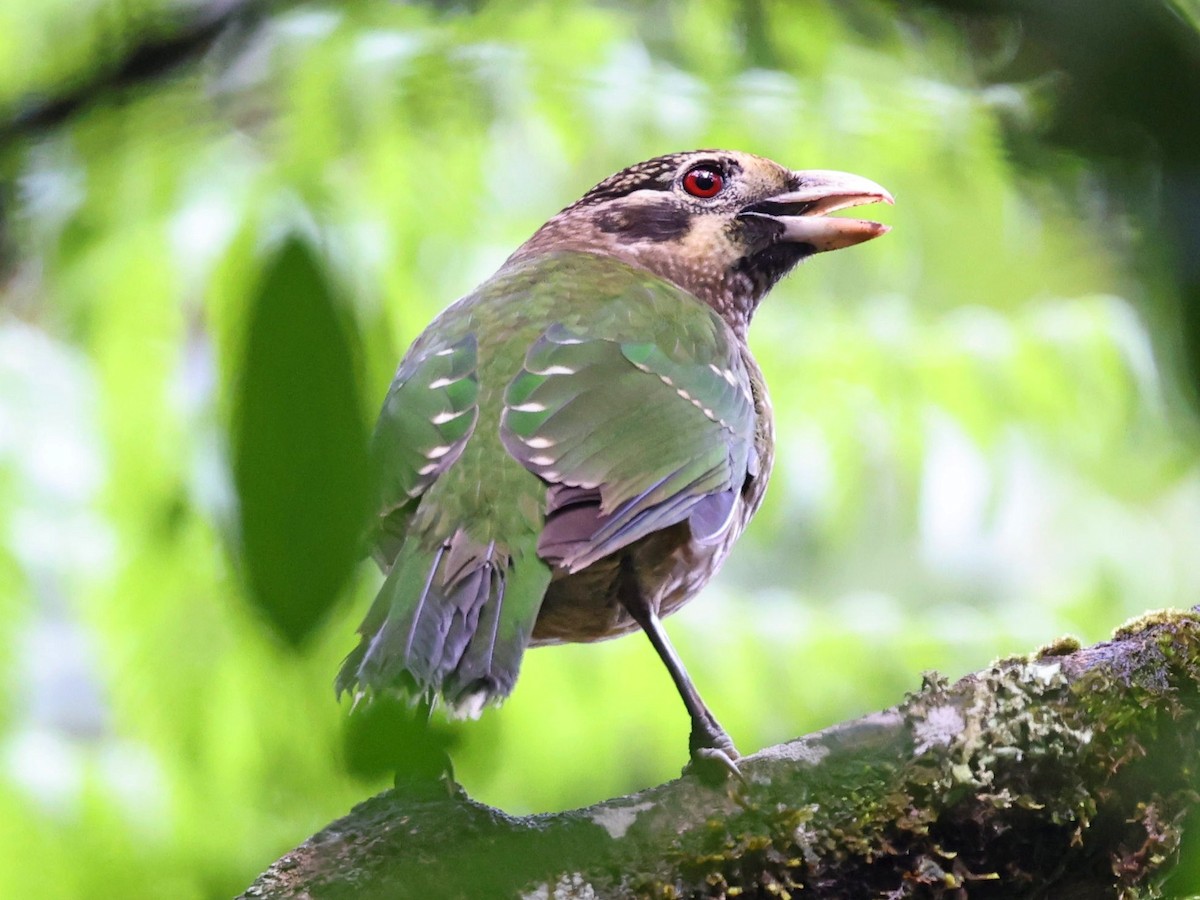 Spotted Catbird - ML636455854