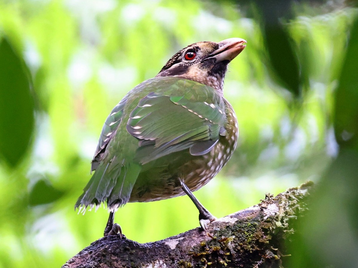 Spotted Catbird - ML636455855