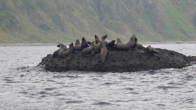 Steller Sea Lion - ML636455881