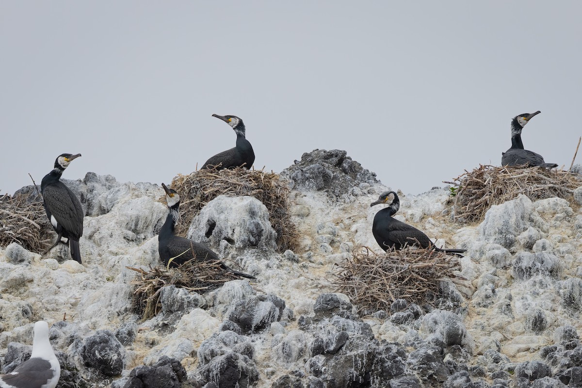 Japanese Cormorant - ML636455927