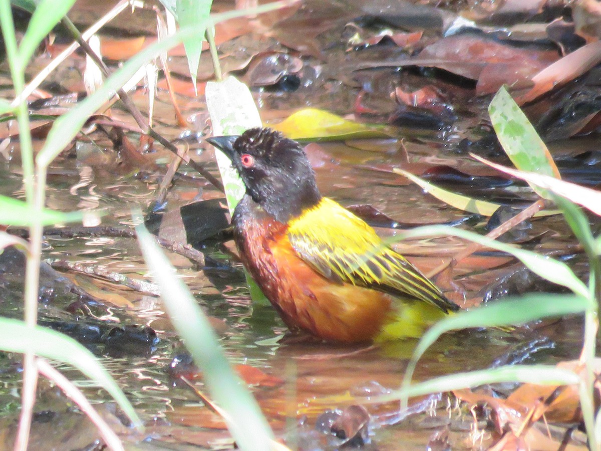 Golden-backed Weaver - ML636455960