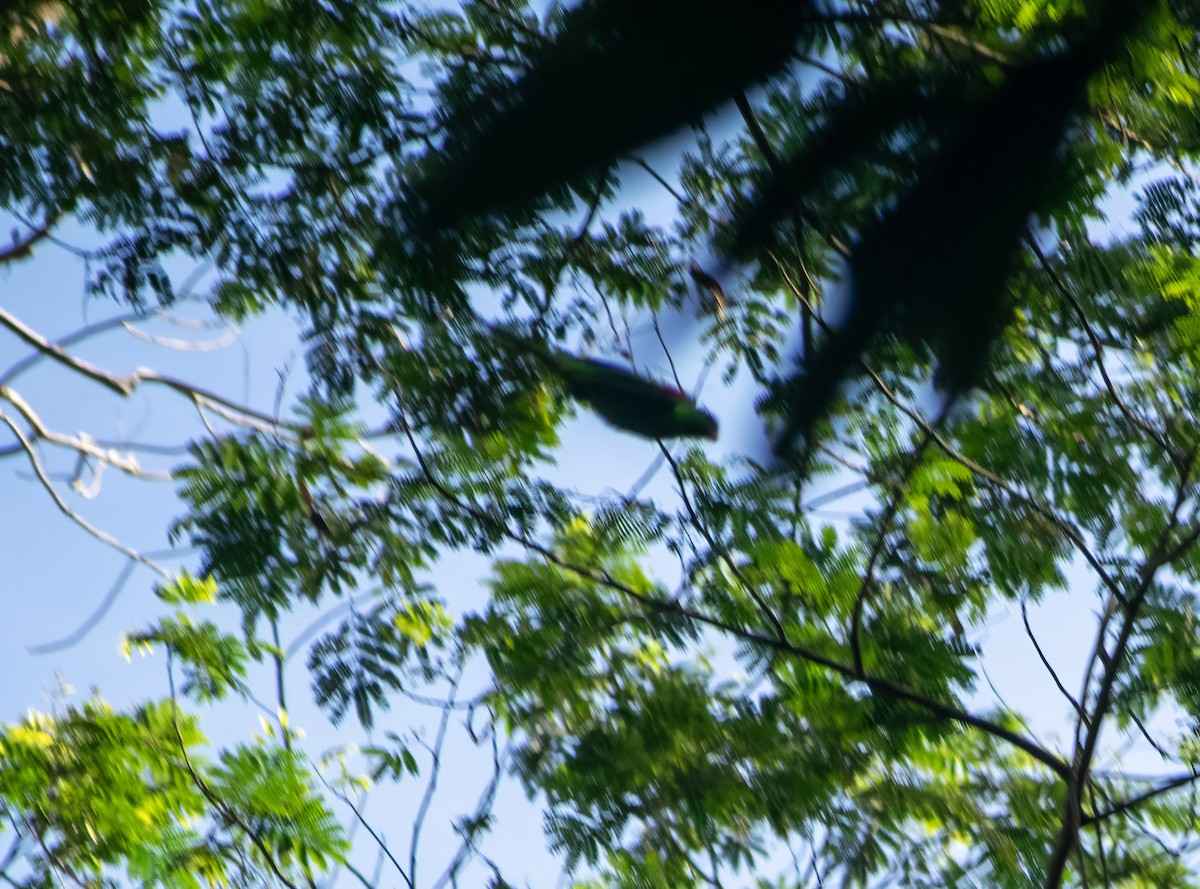 Olive-shouldered Parrot - ML636456012