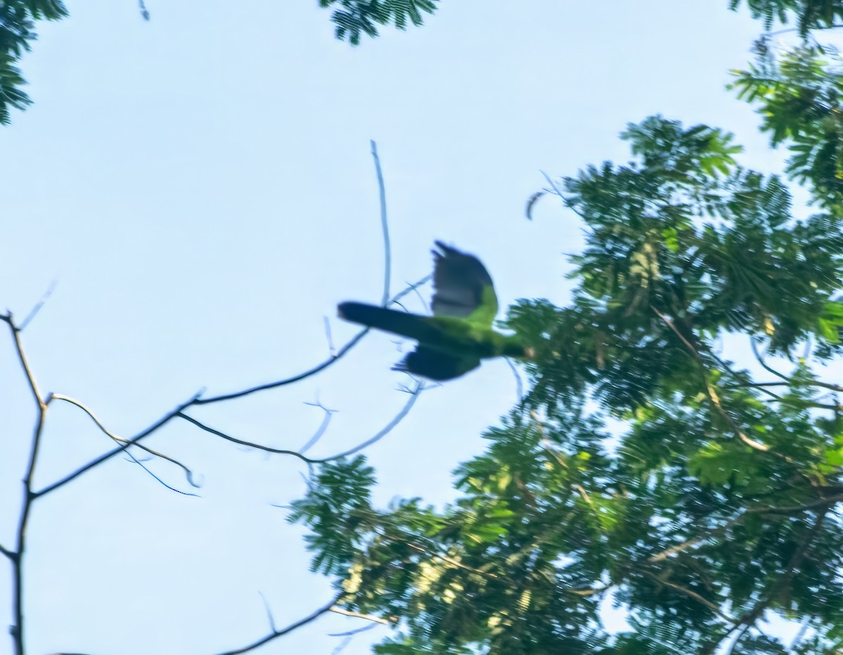 Olive-shouldered Parrot - ML636456013