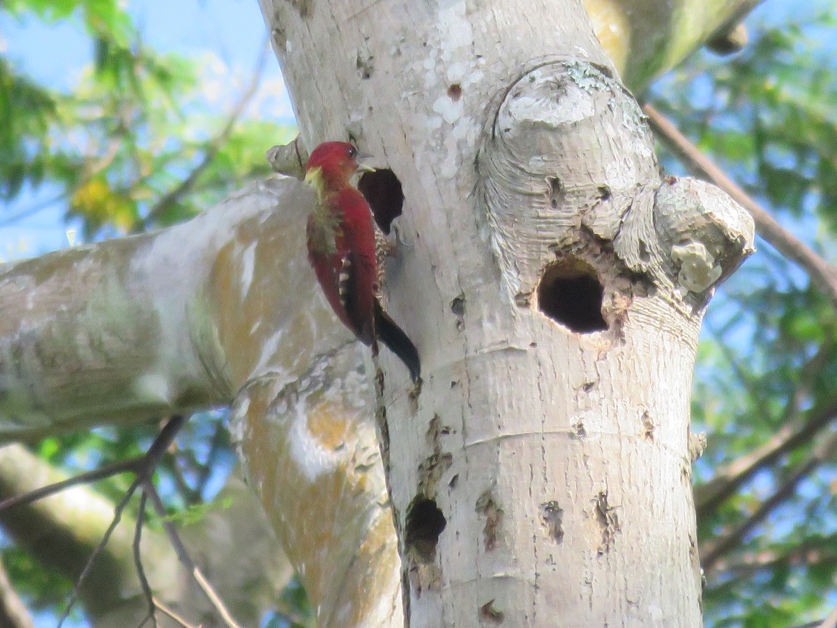 Banded Woodpecker - ML636456044