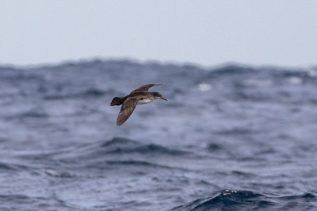 Hutton's Shearwater - ML636456087