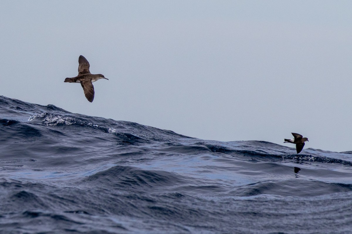 Hutton's Shearwater - ML636456088