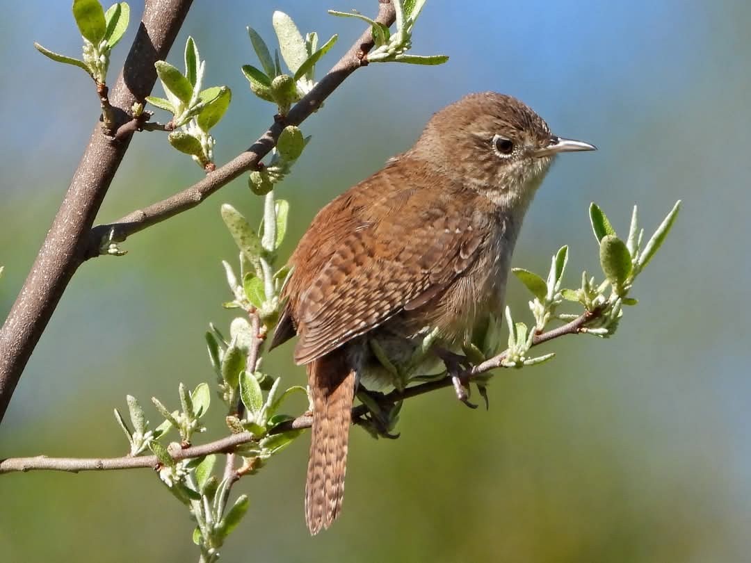 Northern House Wren - ML636456092
