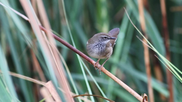 West Himalayan Bush Warbler - ML636456140