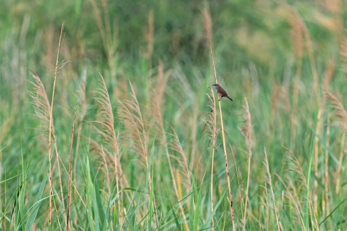 West Himalayan Bush Warbler - ML636456170