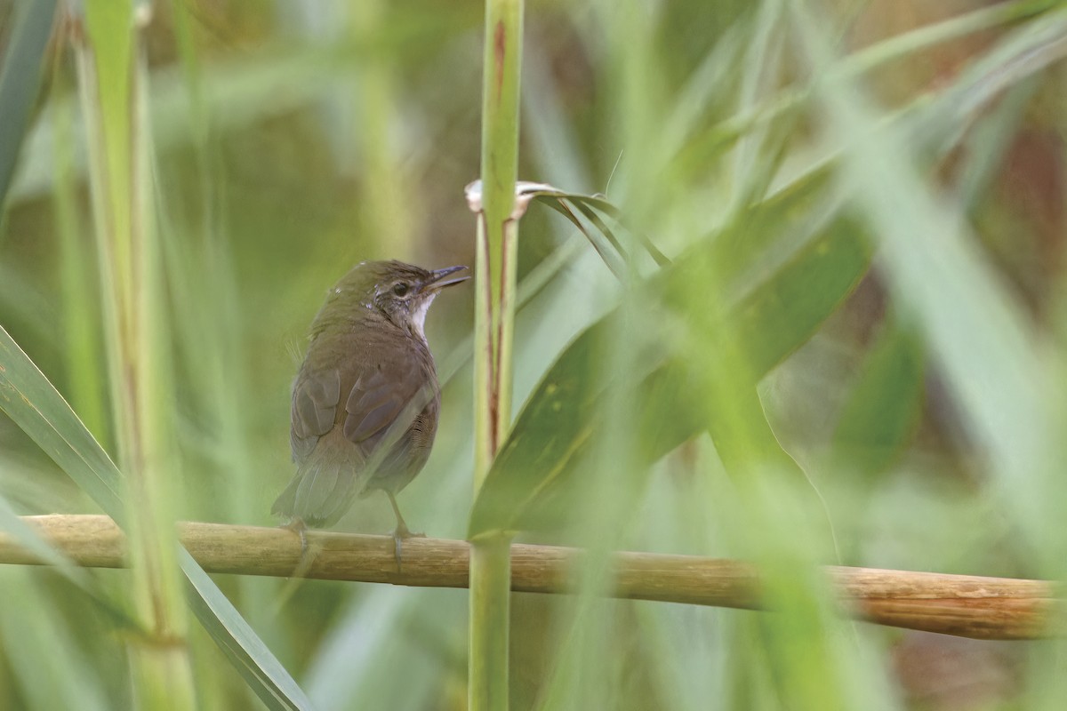 West Himalayan Bush Warbler - ML636456171