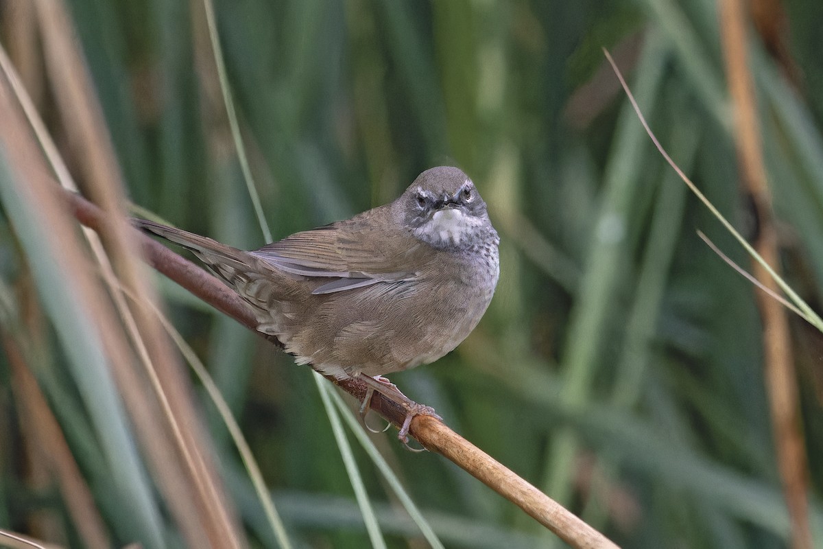 West Himalayan Bush Warbler - ML636456172