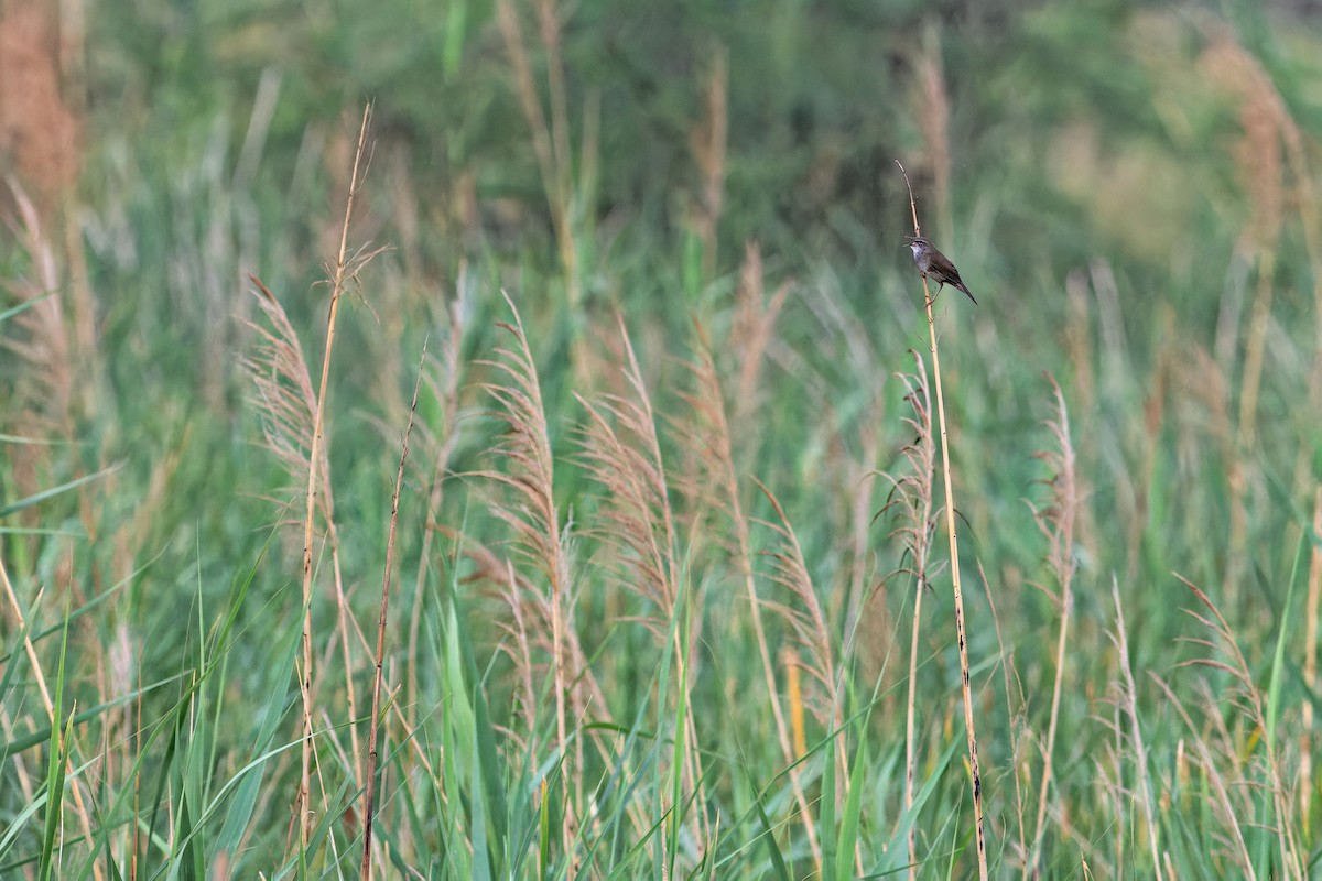 West Himalayan Bush Warbler - ML636456173