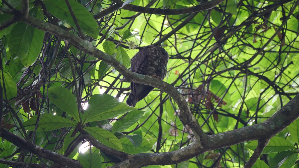 Brown Boobook - ML636456177