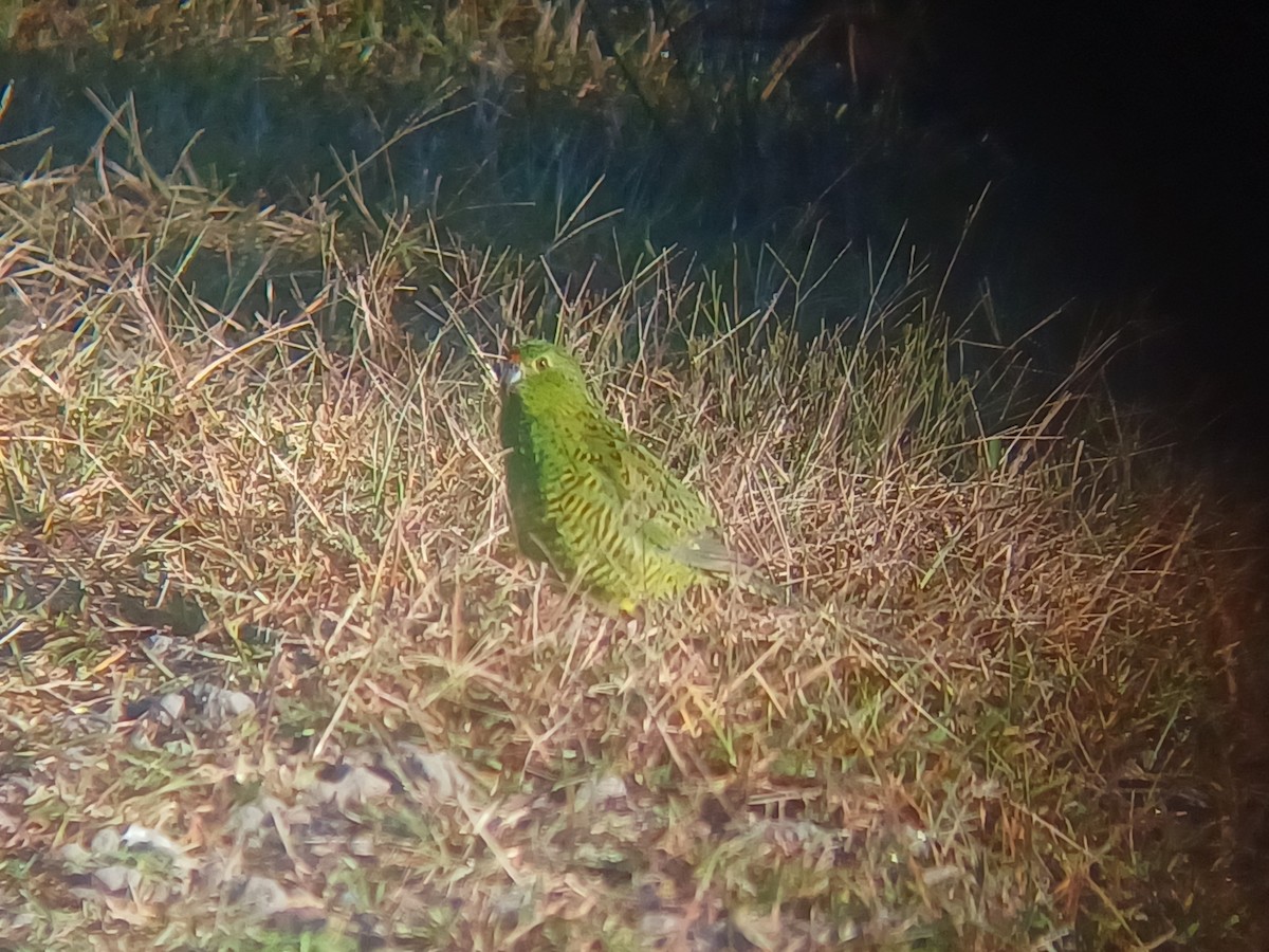 Ground Parrot - ML636456210