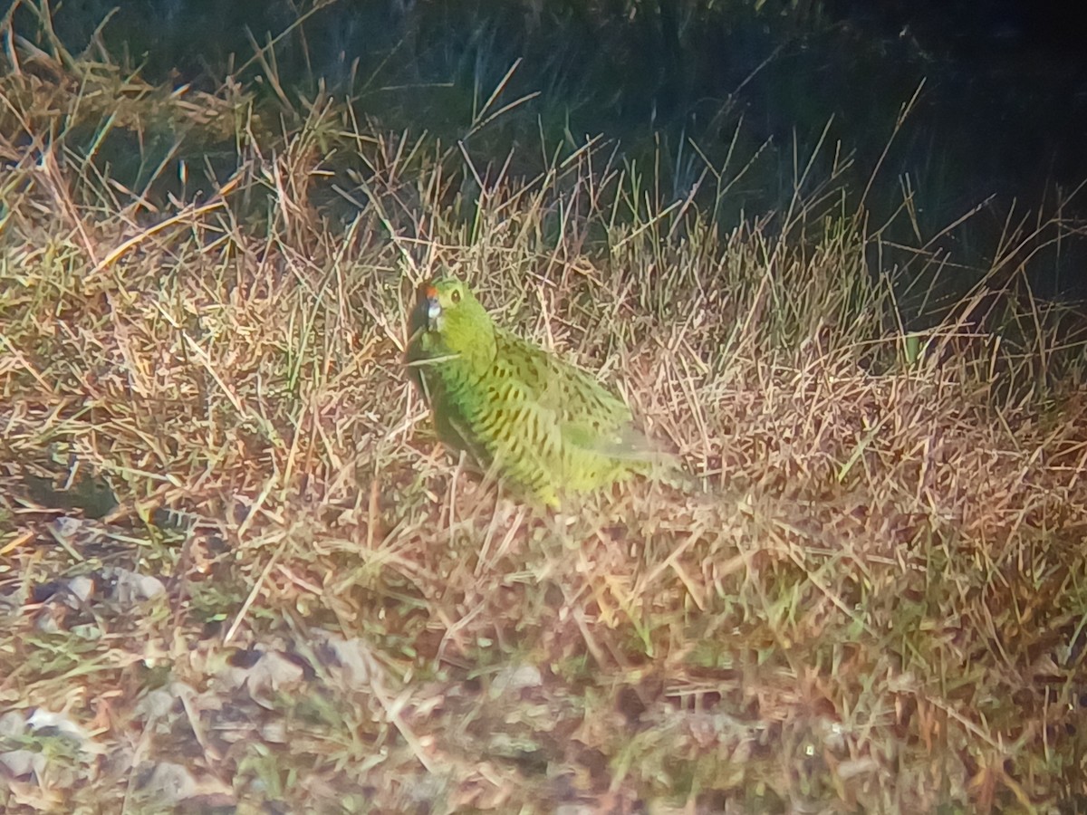 Ground Parrot - ML636456213