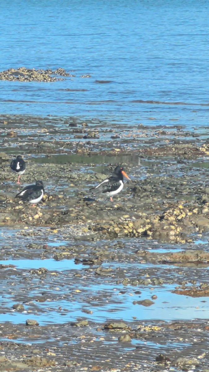 South Island Oystercatcher - ML636456228