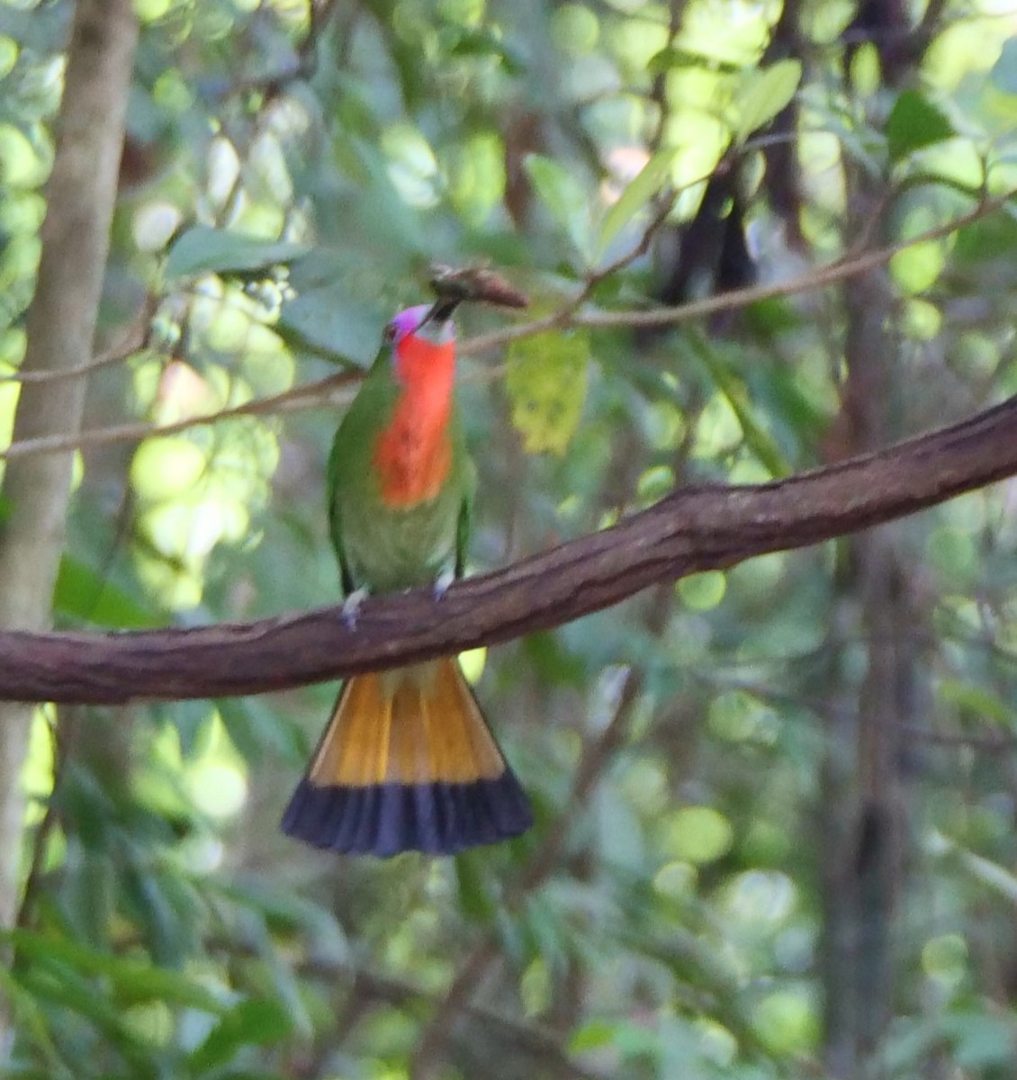 Red-bearded Bee-eater - ML636456299