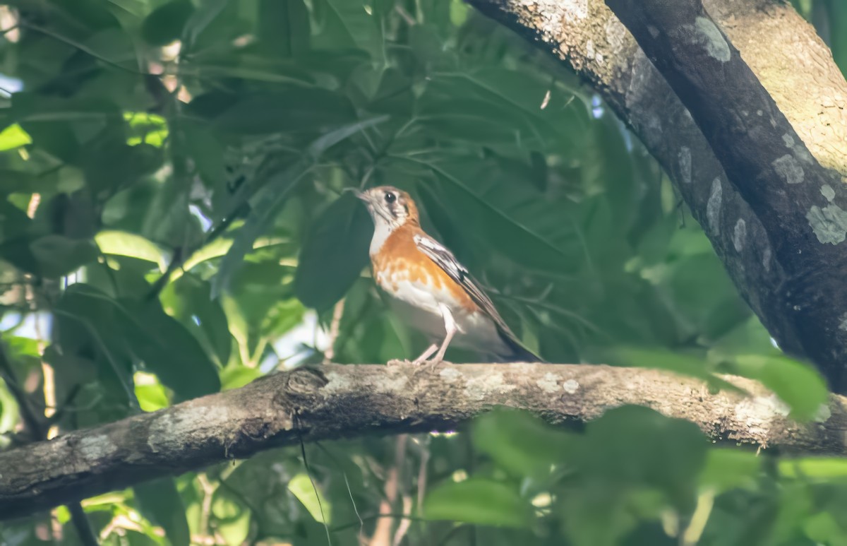 Orange-banded Thrush - ML636456366