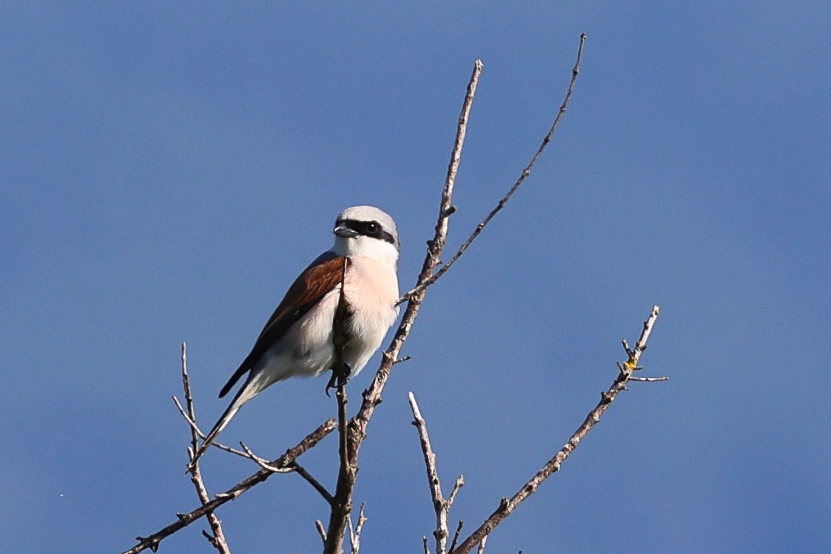 セアカモズ - ML636456455