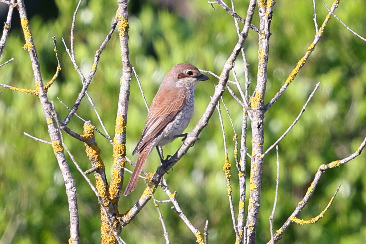 セアカモズ - ML636456460