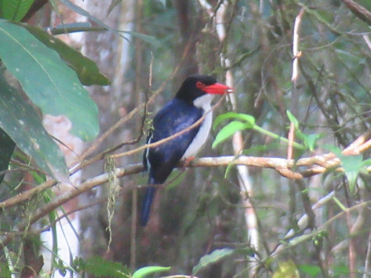White-rumped Kingfisher - ML636456494