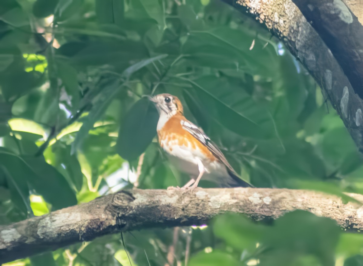 Orange-banded Thrush - ML636456560