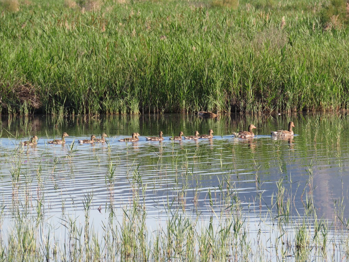 husa velká (domestikovaná) - ML636456580