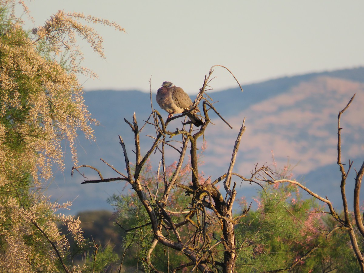 holub hřivnáč - ML636456587