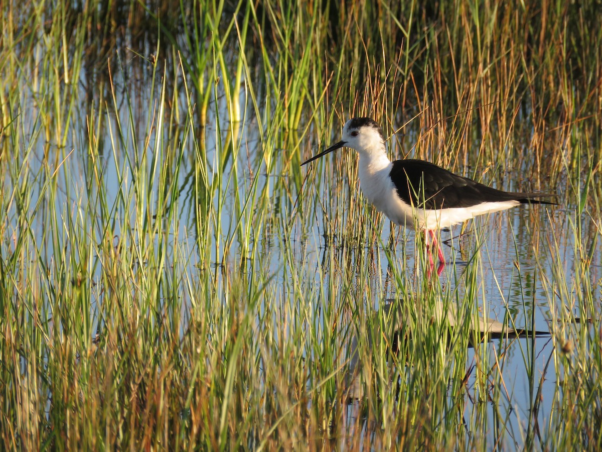 pisila čáponohá - ML636456598