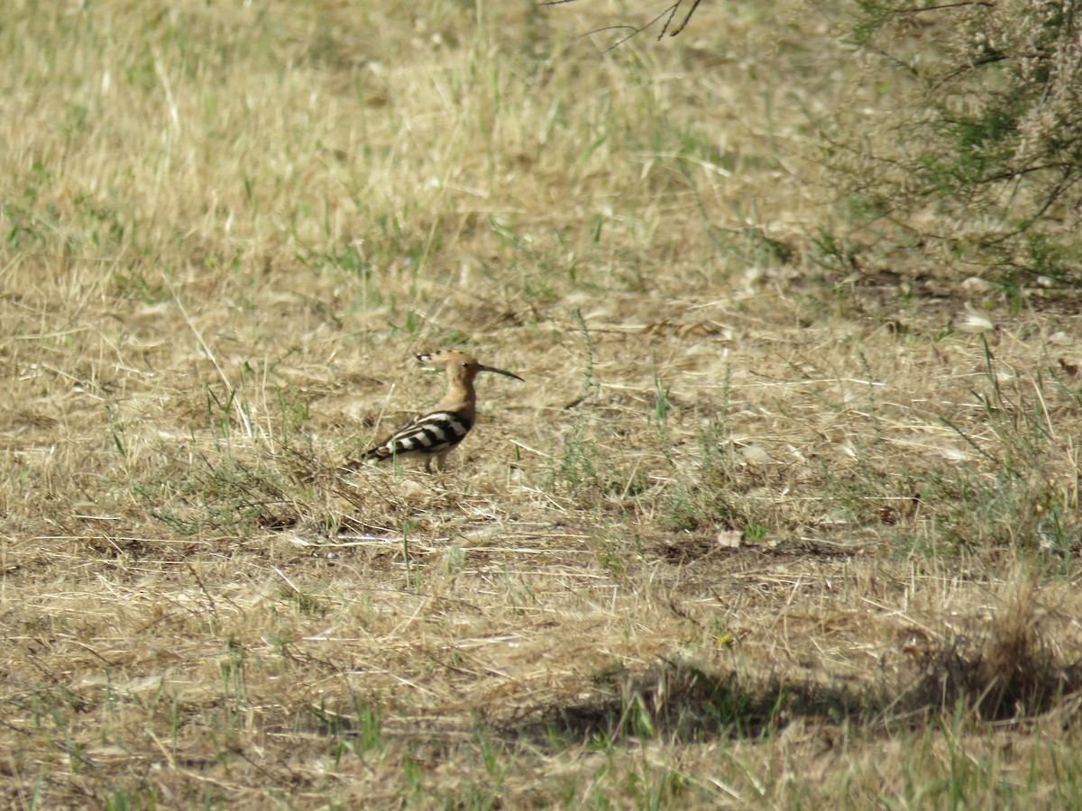 dudek chocholatý - ML636456615