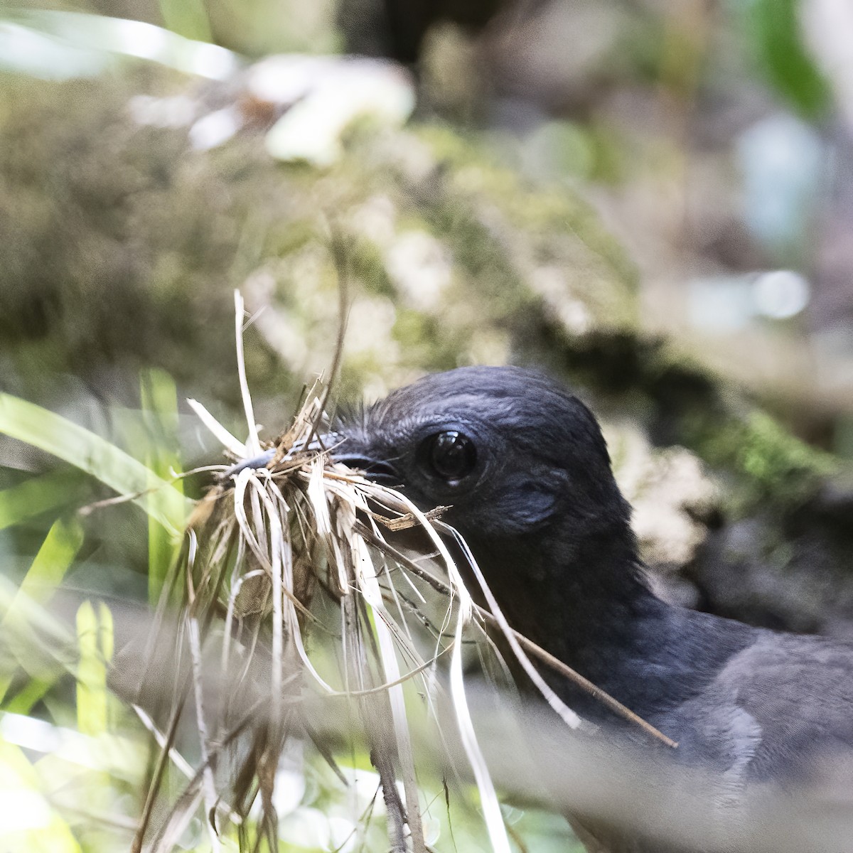 Superb Lyrebird - ML636456636