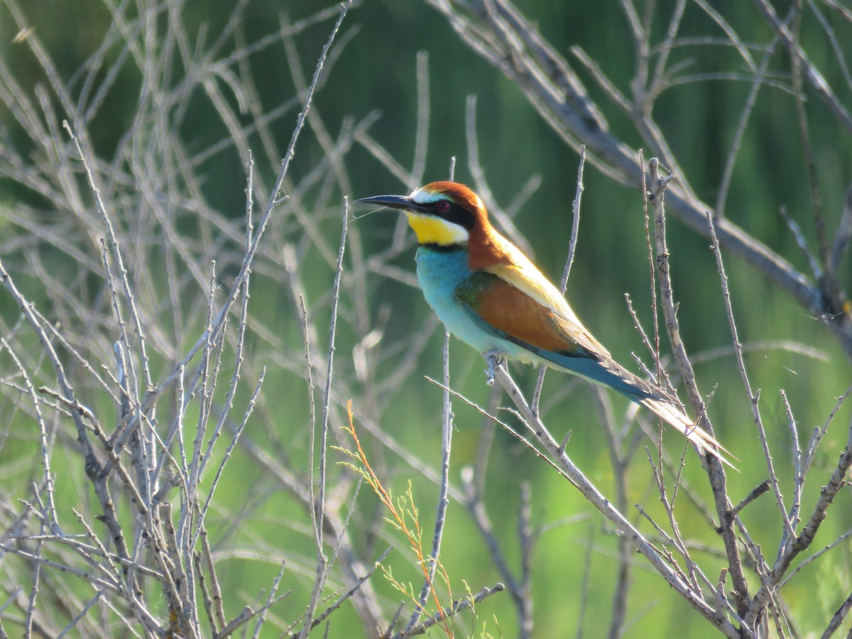 vlha pestrá - ML636456654