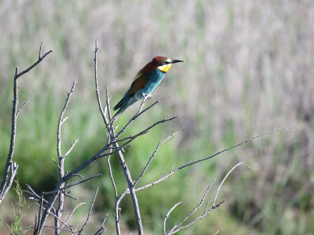 vlha pestrá - ML636456666