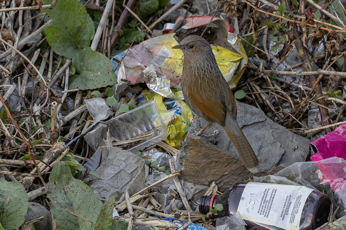 ムナフガビチョウ - ML636456674