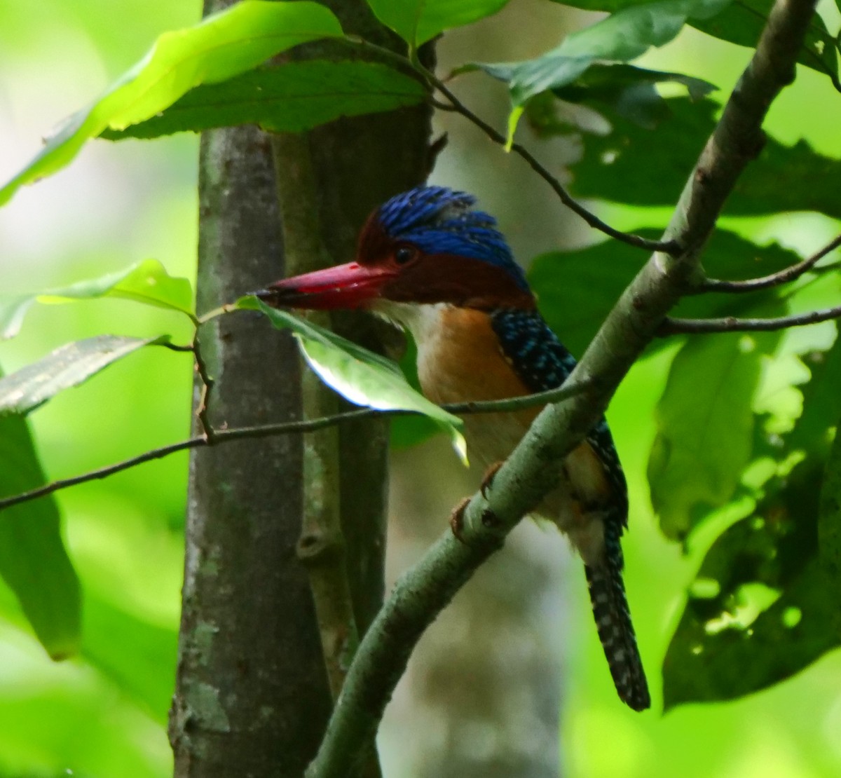 Banded Kingfisher - ML636456677