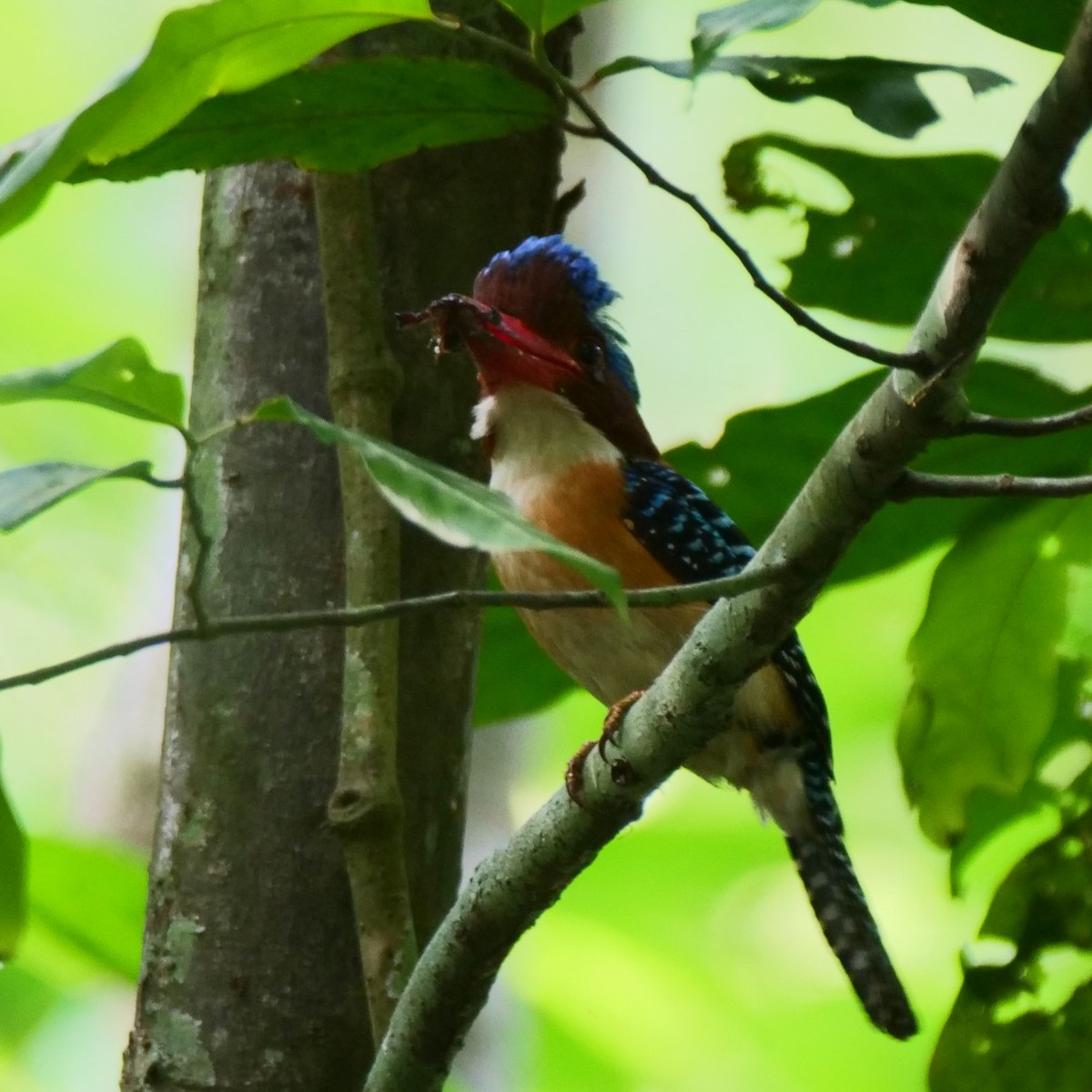 Banded Kingfisher - ML636456678