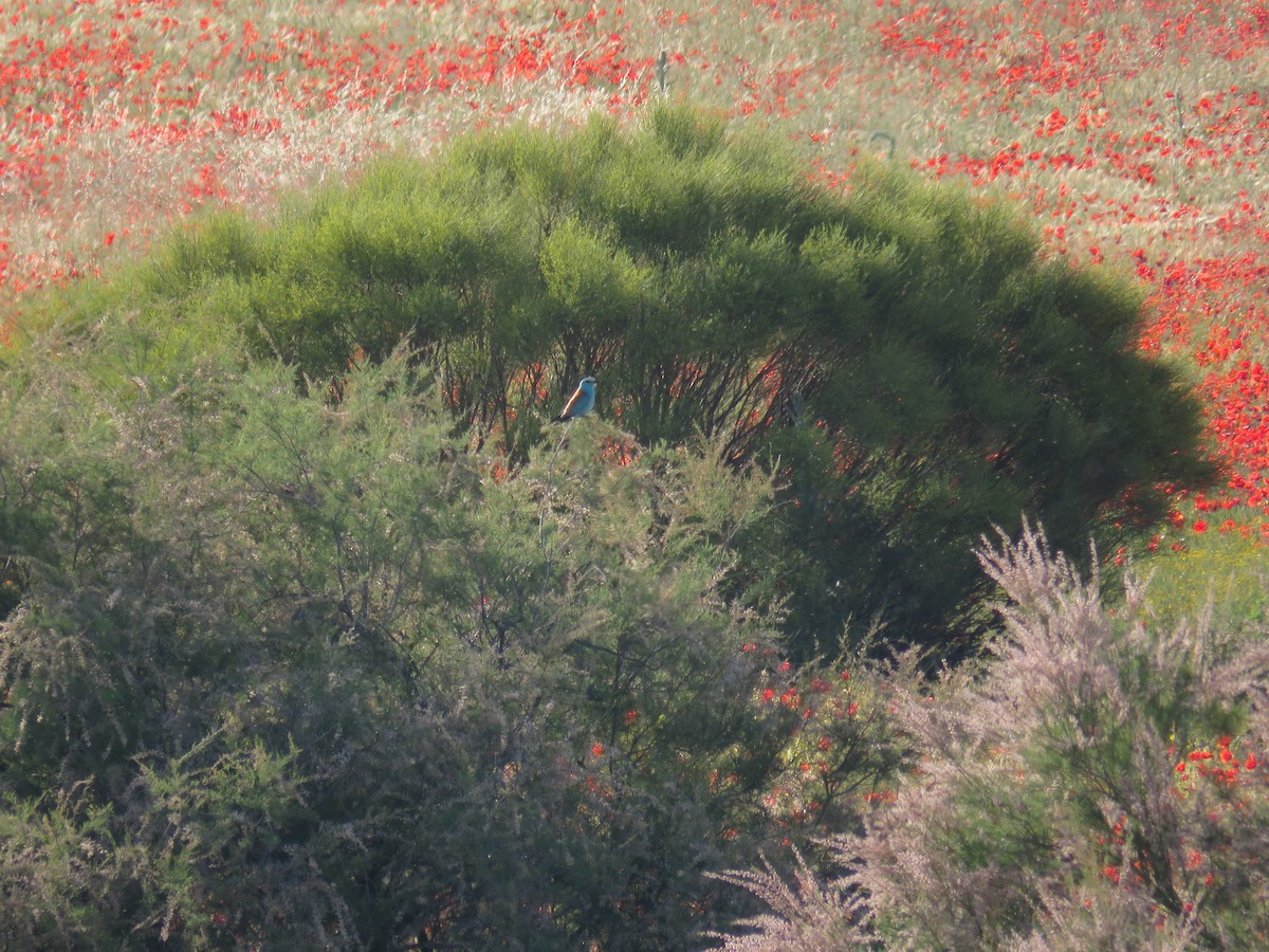 mandelík hajní - ML636456693