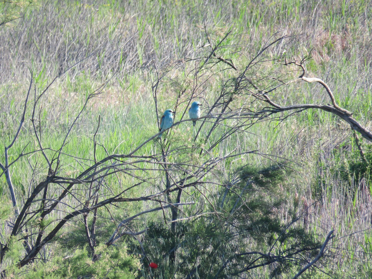 mandelík hajní - ML636456694