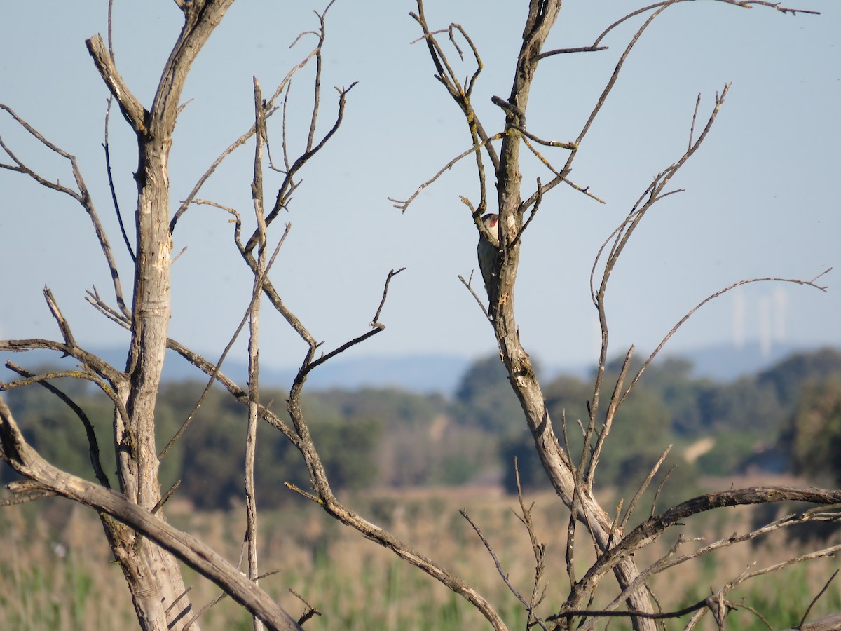 žluna iberská - ML636456747