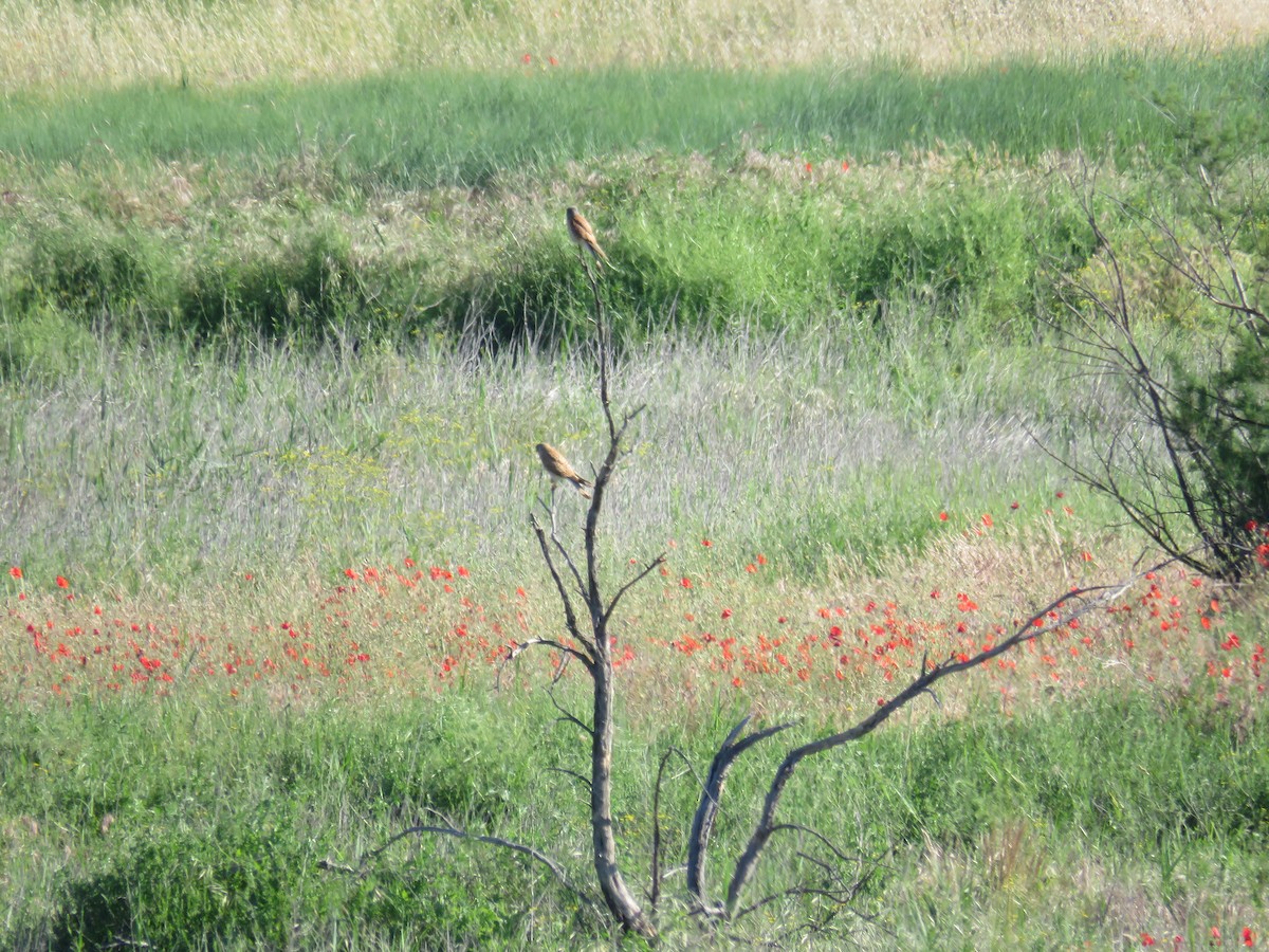 poštolka jižní/obecná - ML636456758