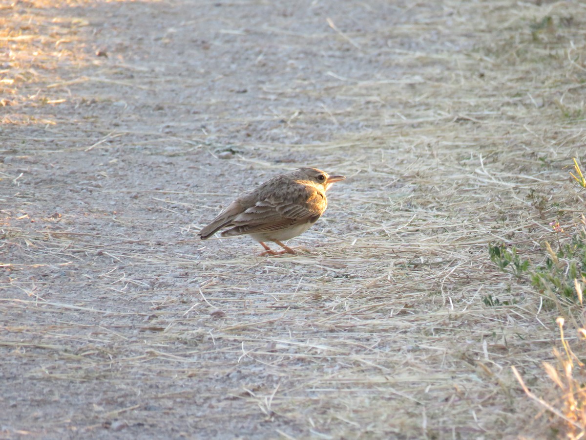 chocholouš obecný - ML636456769