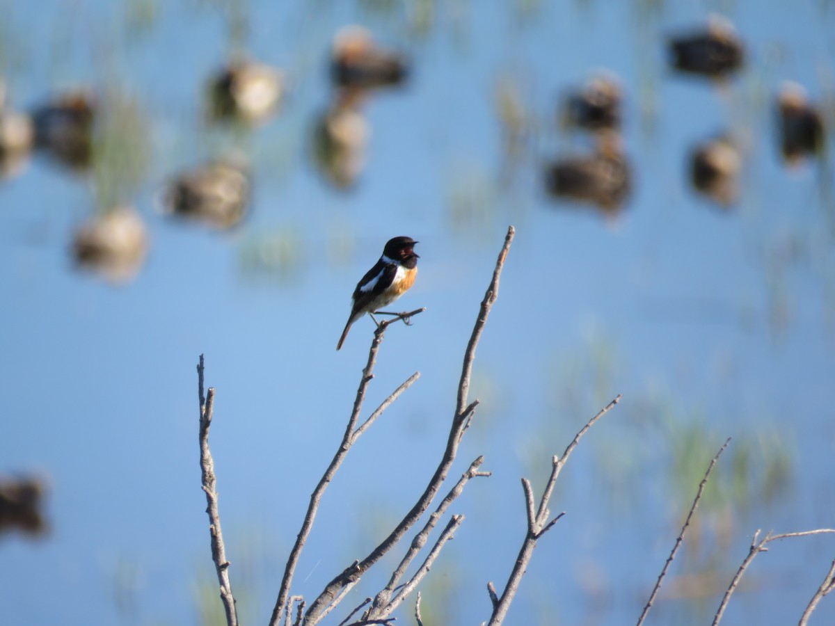 bramborníček černohlavý - ML636456804