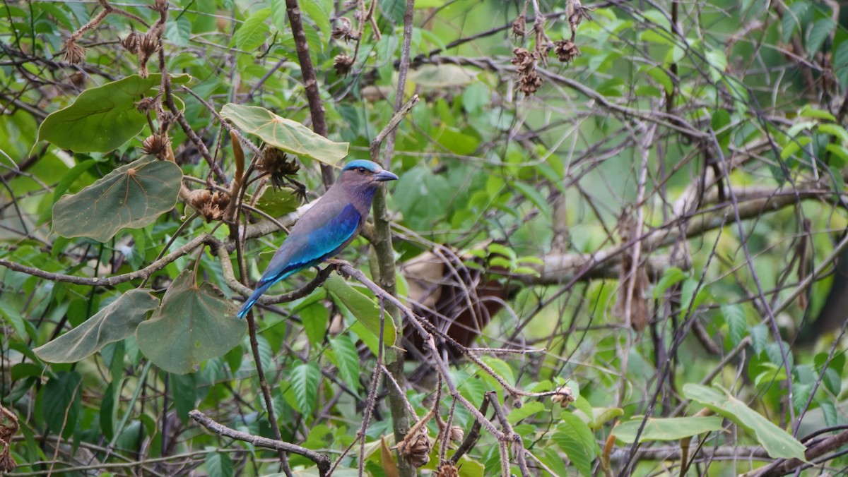 Indochinese Roller - ML636456814